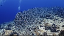 Big Shoal of Humpback Snappers over the Reef - Southern of the Maldives