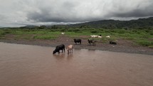 Cows Standing In River Costa Rica Travel