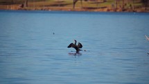 Cormorant Bird Drying Feathers Out on White Rock Lake in Dallas, Texas	