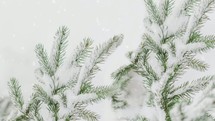 falling snow on pine boughs 