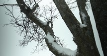 Slow motion winter snow background. Snowflakes, snow flakes falling in slow motion during winter snow storm covering tree.