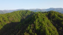 Mountain forest in summer aerial
