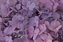 purple hydrangeas 