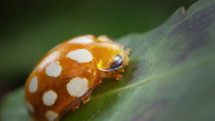 Insect ladybird resting on leaf, slow zoom in. 