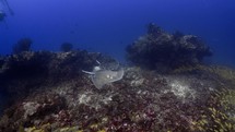 These two Cosmic Sting Rays were filmed underwater in the North of the Maldivian Archipelago.
