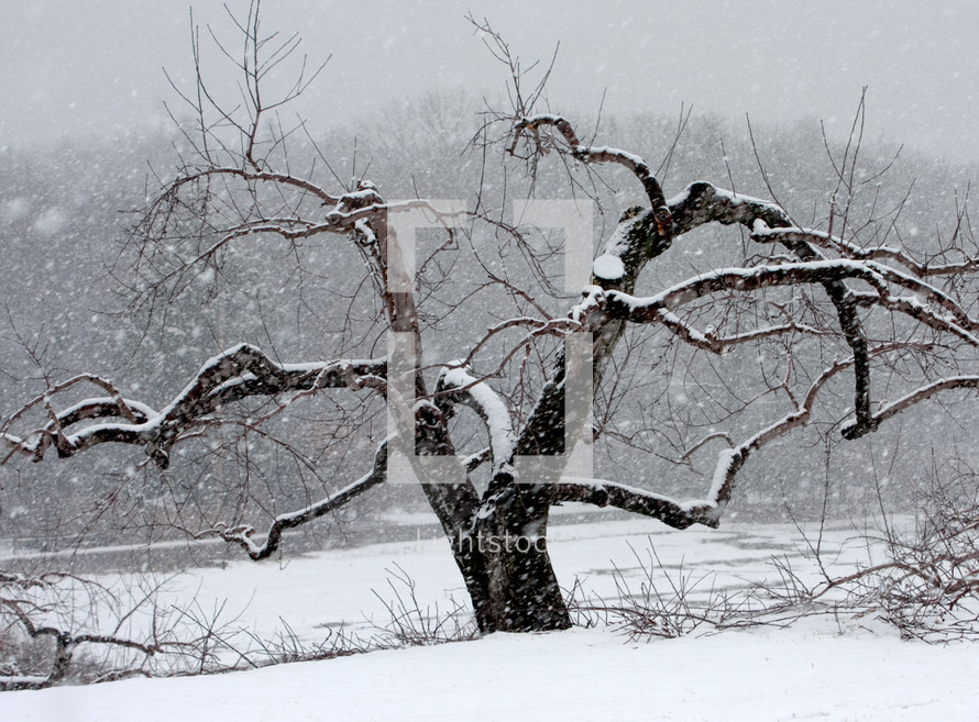 bare tree in winter snow 
