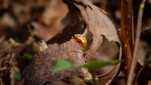 Orange ladybird climbing through forest floor. 