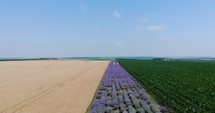 Narrow Field Of Lavender Between Corn And Wheat Fields In Countryside. - aerial