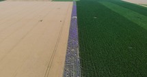 Wondrous Landscape Of Lush Corn Crops And Golden Wheat With A Row Of Blooming Lavender At The Field. aerial drone tilt-up