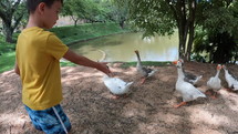 Young boy feeding ducks next to lake