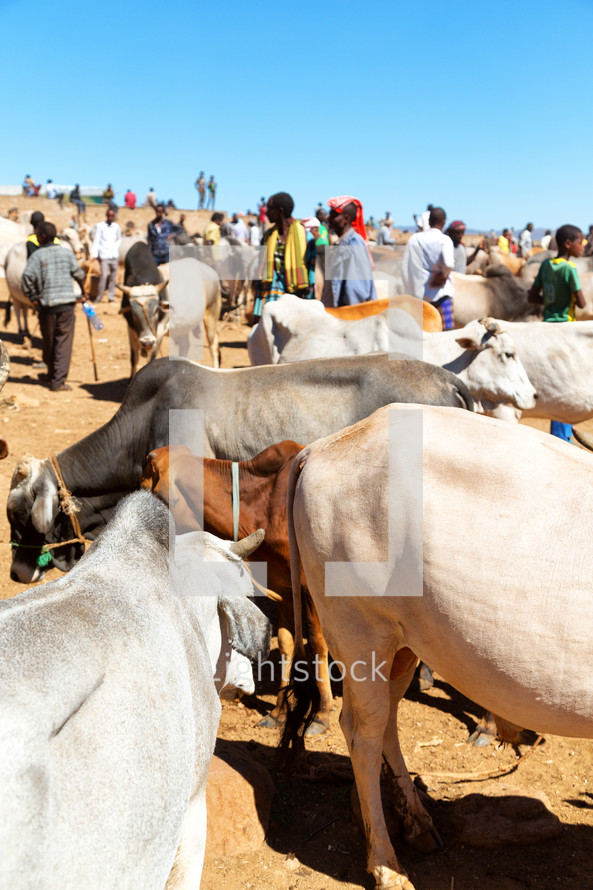 cattle in Ethiopia 
