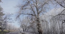 Winter Trees Through Asphalt Roads Near Galati, Romania. Tilt-up Shot	