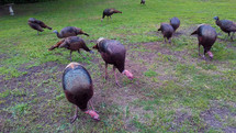 Live turkeys in the grass