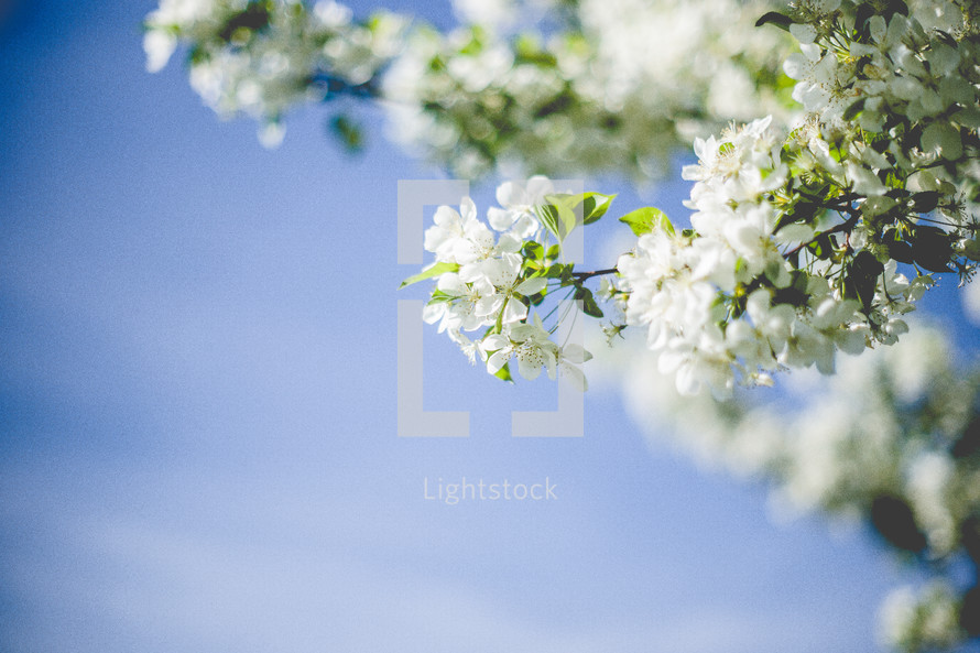 White Spring Tree Blossoms with a blue sky background. 