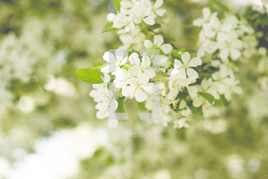 White Blossoms on a tree in the spring. 
