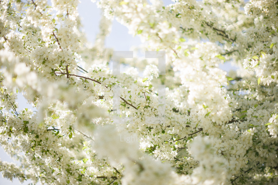 White Spring Tree Blossoms.