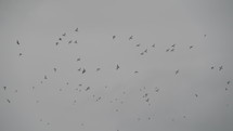OREGON - Thousand of Birds Flying at Cannon Beach Haystack Rock towers on the shoreline