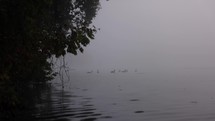 Flock Of Ducks In Rainy River Foggy Morning