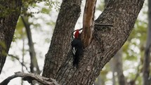 Magellanic Woodpecker in the woods of Argentina, Tierra de fuego, patagonia