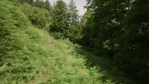 Drone flyover capturing the dense greenery of a German forest