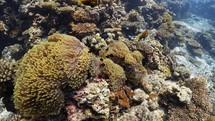 Clownfish family in their Anemone - Shots of the Southern Maldives