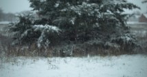 Slow motion snow flakes fall in front of snow covered, green pine tree, covering ground in cinematic slow motion.