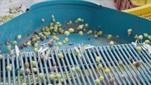 Olives falling from defoliating machine