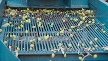 Olives falling from defoliating machine