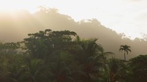 Foggy Tropical Morning Jungle Palm Trees Sun Rays