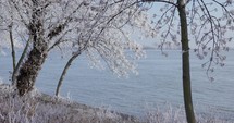 Snow-Covered Trees By The Rivershore Of Danube In Galati, Romania. Static Shot