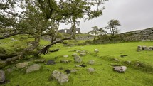 Moving Through Stone Village Ruins Under Trees On Dartmoor 