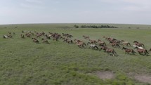 An aerial, drone nature shot of a large herd of wild horses running in the green prairie grass of the Kansas flint hills on a summer day.