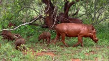 African warthog family pack in bush Kruger National Park 