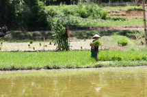 farmer harvesting rice 