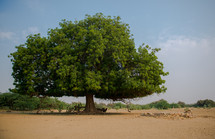tree in Jaisalmer India 
