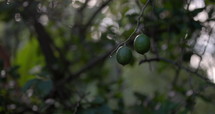 Two limes hanging on branch in forest - wide shot