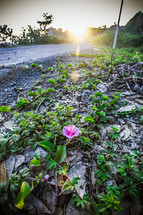 Sunrise over a dirt road with flowers.