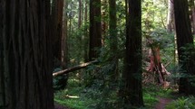 Aerial drone cinematic log fallen down Avenue of the Giants Redwood tree Forest in Humboldt Eureka California 