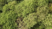 Aerial drone footage over green trees