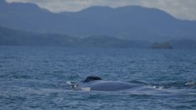 Humpback Whale Diving Ocean Tour Costa Rica