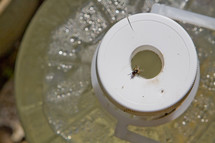 fly on a plastic water jug 
