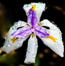 rain drops on a purple and white iris 