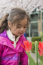 Little Girl Sniffing Spring Tulips