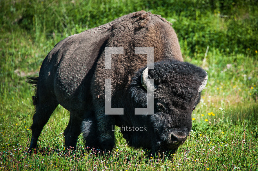 Bison grazing in a grassy field of Canyon Village in Yellowstone National Park.
