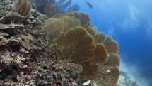 Yellow Gorgon on the reef - Shots of the Southern Maldives