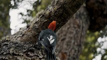  Magellanic Woodpecker in the forest of patagonia,  tierra de fuego, argentina