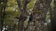 Magellanic Woodpecker in the woods of Patagonia, tierra de fuego argentina