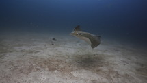 Brown Stingray flying over the Sand