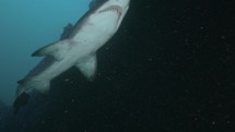 Sand Tiger Shark in South Africa

