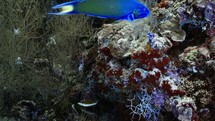 Gorgon in the reef - Shots of the Southern Maldives
